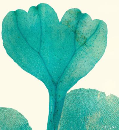 Preparaciones microscpicas - Histologa vegetal - Helechos
