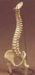 Modelo de Columna vertebral