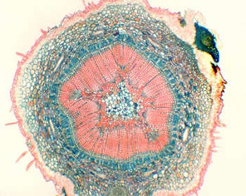 Preparaciones microscpicas - Histologa vegetal - Gimnospermas