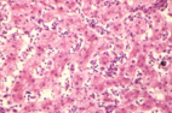 Preparaciones microscpicas - Histologa animal - Aparato gastrointestinal