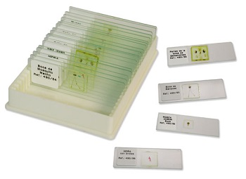 Preparaciones microscpicas, coleccin organografa animal