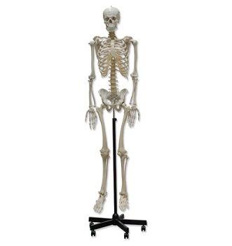 Modelo de esqueleto, NAHITA®