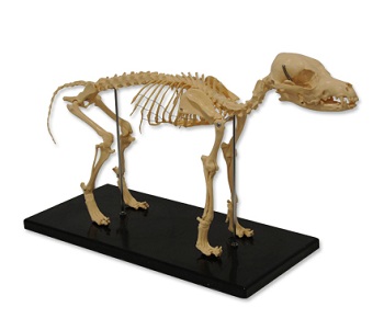Maniquí / Modelo de esqueleto de perro, NAHITA®