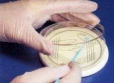 Cpsulas de Petri, plantilla para