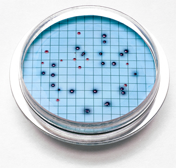 M-ColiBlue24, Placas de agar preparadas con, 15 unid, HACH®