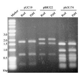 Marcador de ADN Perfect DNA™, NOVAGEN