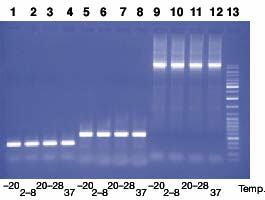 Reactivo MasterMix, EPPENDORF