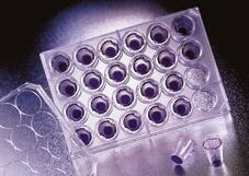 Placa de 24 pocillos FluoroBlok™, BD FALCON