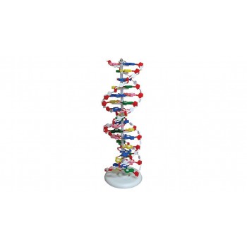 Maqueta de la doble h�lice del ADN (Modelo econ�mico), LABOESCUELA&reg;