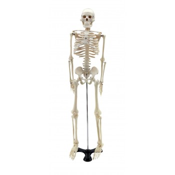 Mini esqueleto humano 85 cm, LABOESCUELA&reg;