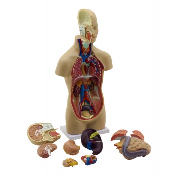 Mini torso con cabeza desmontable, LABOESCUELA&reg;