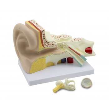 Oreja, LABOESCUELA&reg;