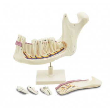 Mand�bula, LABOESCUELA&reg;