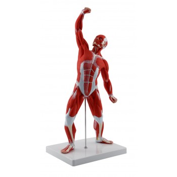 Modelo muscular masculino, LABOESCUELA&reg;