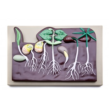 Maqueta sobre la germinaci�n, LABOESCUELA&reg;