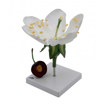 Flor de cerezo desmontable con fruto, LABOESCUELA&reg;