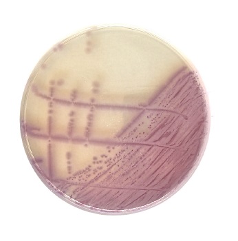 Placas preparadas d=90 mm c/ medios de cultivo cromognicos deshidratados, LIOFILCHEM®