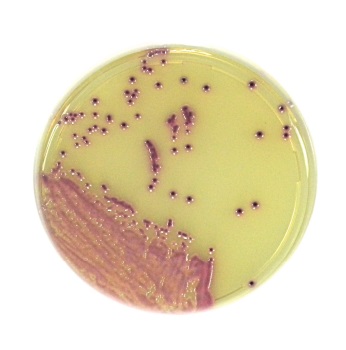 Placas preparadas d=90 mm c/ medios de cultivo cromognicos deshidratados, LIOFILCHEM®