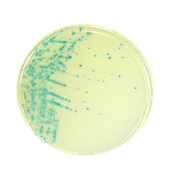 Placas preparadas d=90 mm c/ medios de cultivo cromognicos deshidratados, LIOFILCHEM®